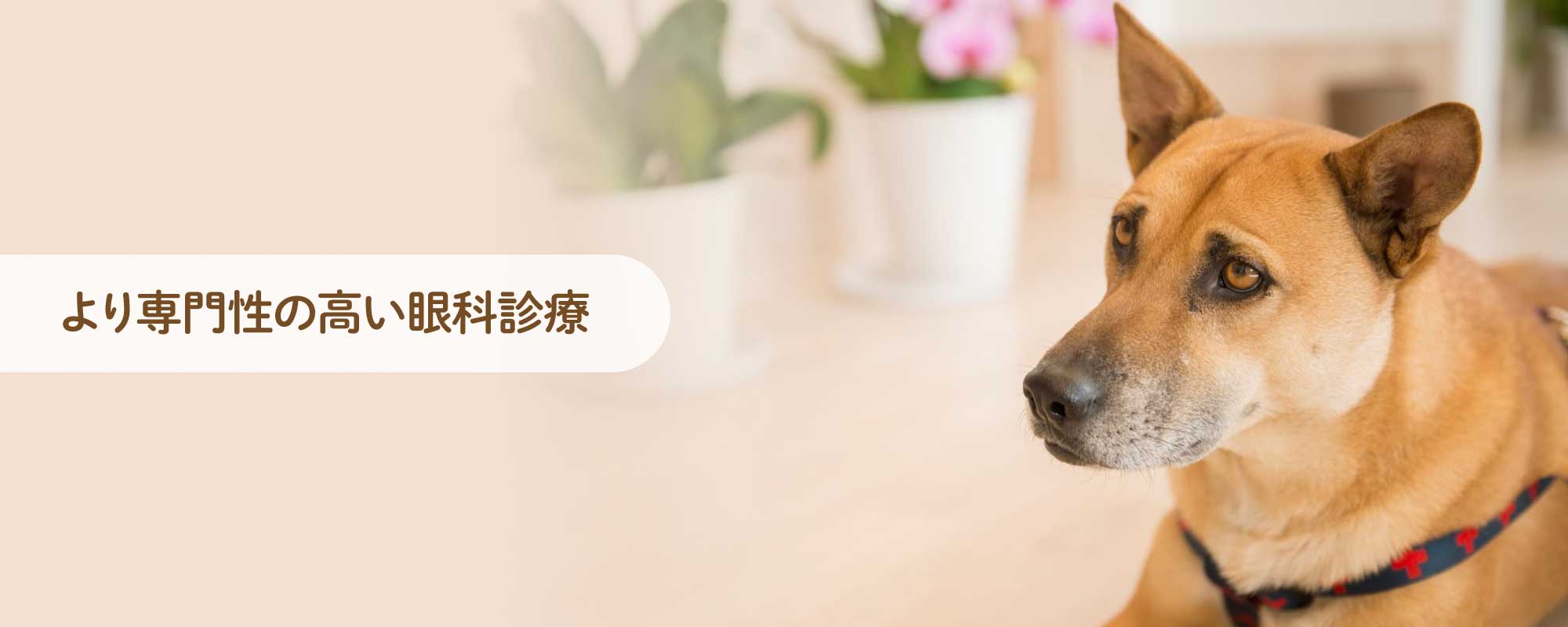 長野市の「こやま動物病院」では、犬、猫、エキゾチックアニマルを診療対象とし、一般診療、各種検査、一般外科手術に加え、眼科診療にも力を入れています。トリミングやペットホテルも完備しています。