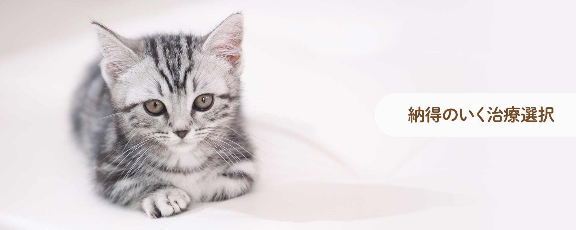 長野市の「こやま動物病院」では、犬、猫、エキゾチックアニマルを診療対象とし、一般診療、各種検査、一般外科手術に加え、眼科診療にも力を入れています。トリミングやペットホテルも完備しています。