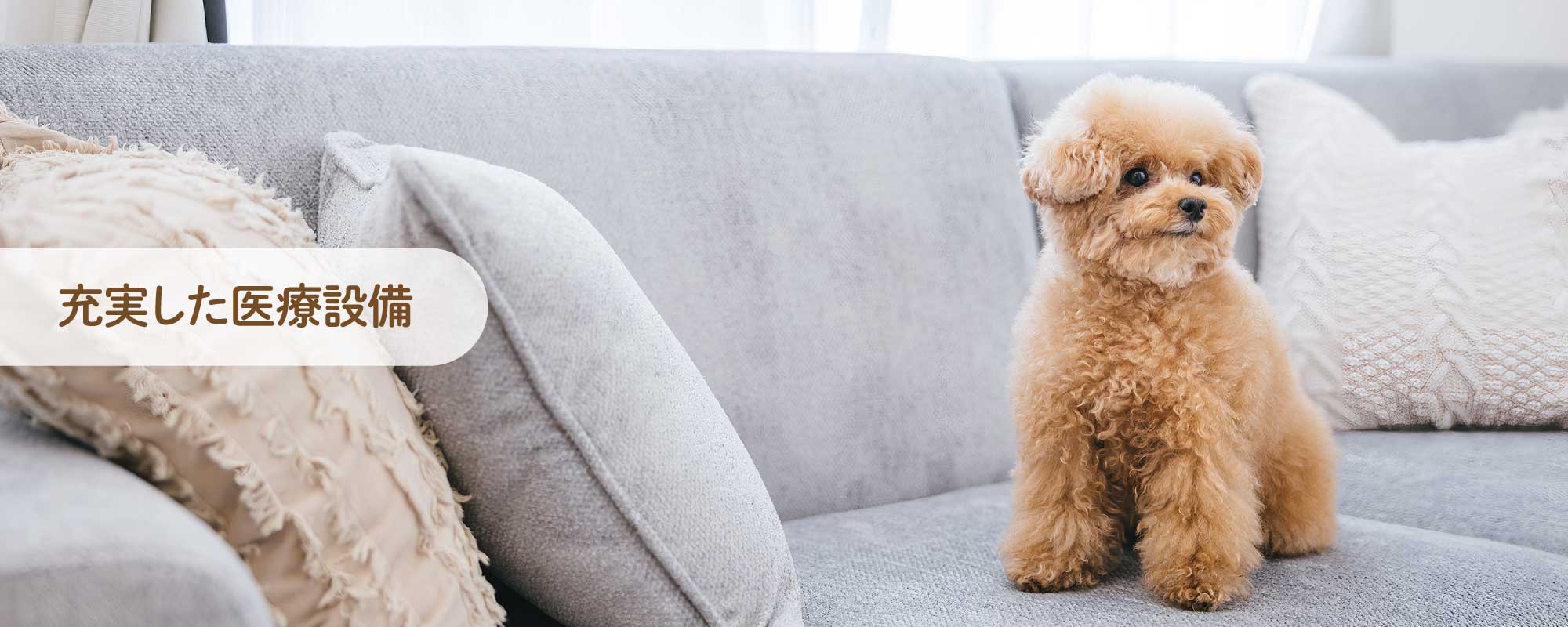 長野市の「こやま動物病院」では、犬、猫、エキゾチックアニマルを診療対象とし、一般診療、各種検査、一般外科手術に加え、眼科診療にも力を入れています。トリミングやペットホテルも完備しています。