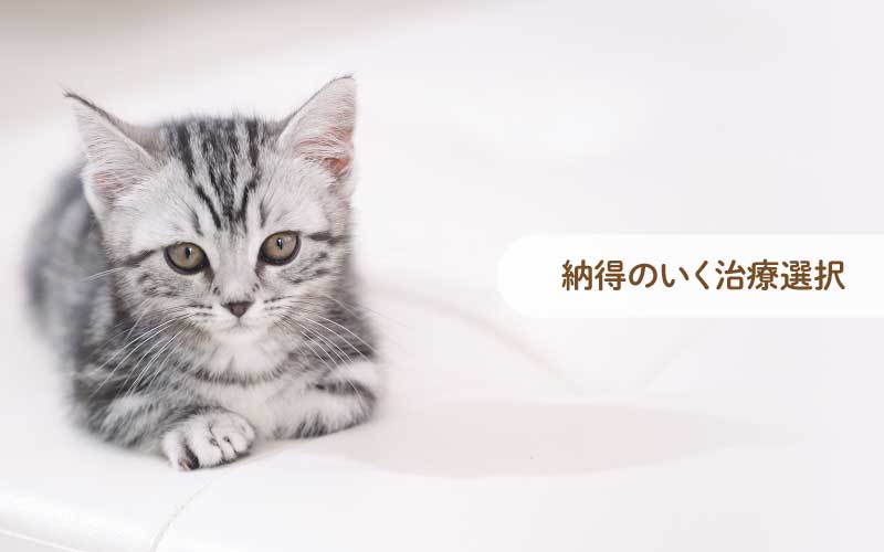 長野市の「こやま動物病院」では、犬、猫、エキゾチックアニマルを診療対象とし、一般診療、各種検査、一般外科手術に加え、眼科診療にも力を入れています。トリミングやペットホテルも完備しています。