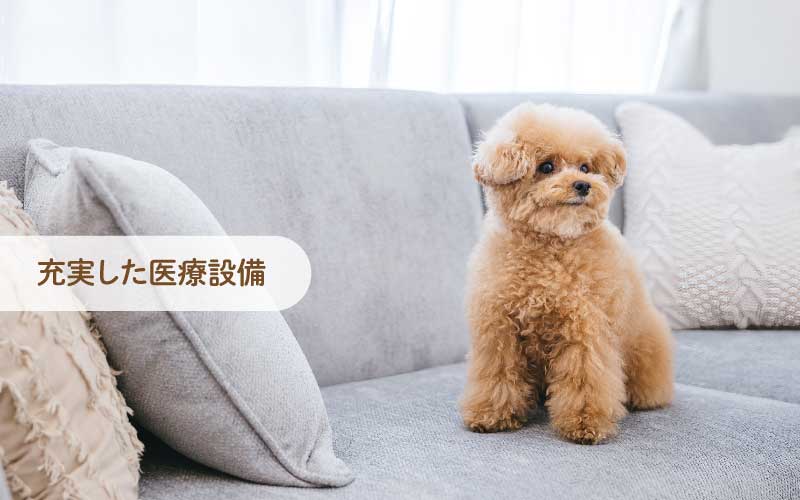 長野市の「こやま動物病院」では、犬、猫、エキゾチックアニマルを診療対象とし、一般診療、各種検査、一般外科手術に加え、眼科診療にも力を入れています。トリミングやペットホテルも完備しています。